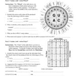 Worksheet – Determination Of Protein Amino Acids From M With Protein Synthesis And Amino Acid Worksheet