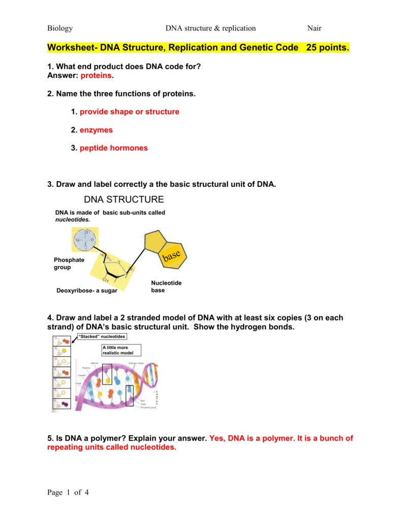 Worksheet Dna Structure Replication And Genetic Code For Dna Structure And Replication Worksheet Answers