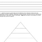 Worksheet Ecological Pyramids Worksheet Ecological Pyramid Intended For Energy Pyramid Worksheet