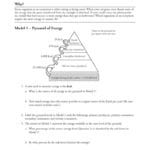 Worksheet Ecological Pyramids Worksheet Ecological Pyramids Also Energy Pyramid Worksheet