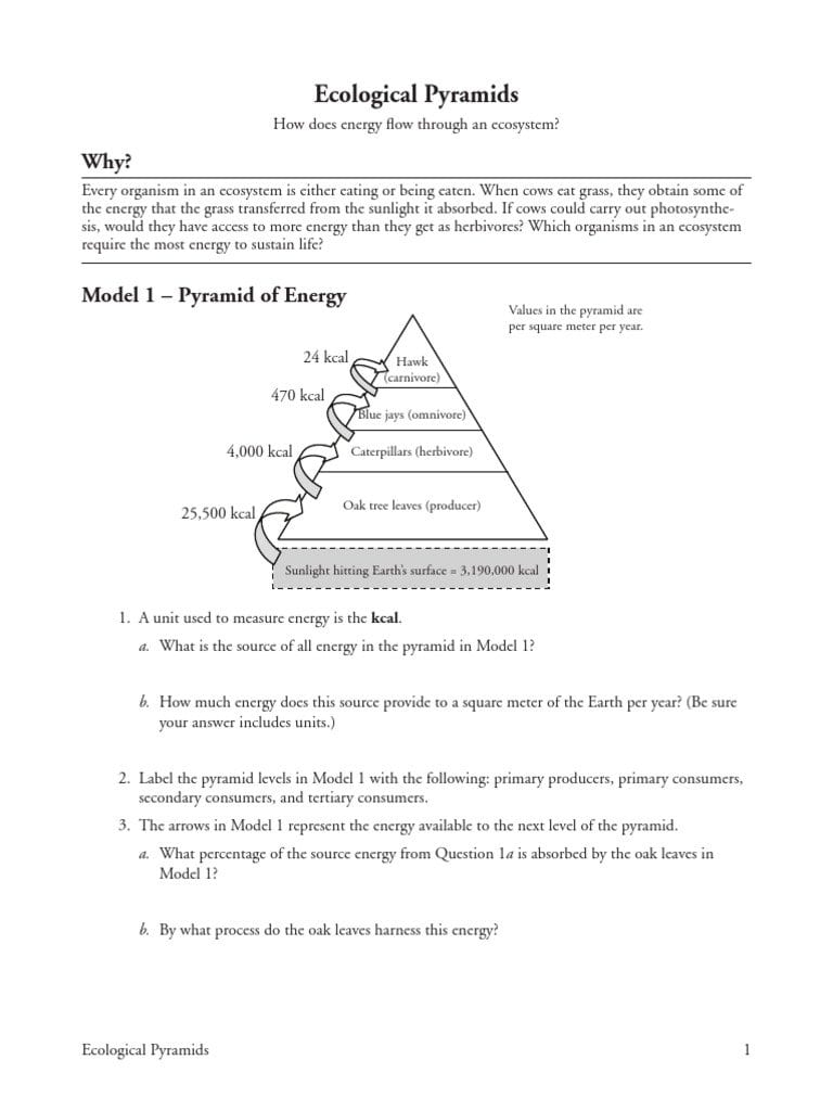 Worksheet Ecological Pyramids Worksheet Ecological Pyramids Also Energy Pyramid Worksheet
