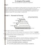 Worksheet Ecological Pyramids Worksheet Printable Triangular Prism Together With Energy Pyramid Worksheet