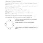 Worksheet Mitosis And Cell Cycle  Mcb 2400 Heredity And Society In Cell Cycle And Mitosis Worksheet Answers