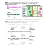 Worksheet On Dna Rna And Protein Synthesis Answer Key Quizlet Regarding Worksheet On Dna Rna And Protein Synthesis Answer Key Quizlet