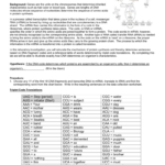 Worksheet Protein Synthesis Worksheet Answers Best Of Say It Dna Along With Protein Synthesis And Amino Acid Worksheet Answers
