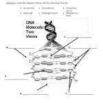 Worksheet – Structure Of Dna And Replication Regarding Structure Of Dna And Replication Worksheet Answers