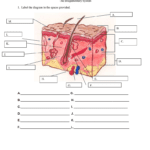Worksheet The Integumentary System Answer Key In Skin Diagram Coloring And Labeling Worksheet