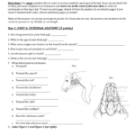 Worksheets To Complete W Dissection For Fetal Pig Dissection Worksheet Answer Key