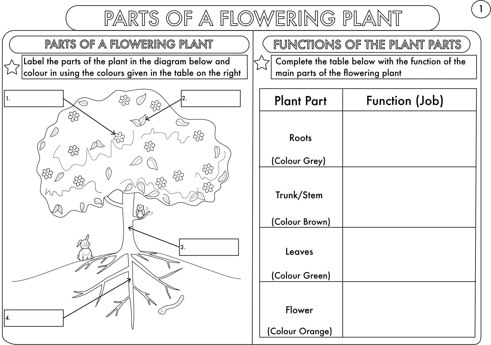 Year 3 Science Parts Of A Plant Worksheetbeckystoke  Teaching Regarding Parts Of A Flower Worksheet