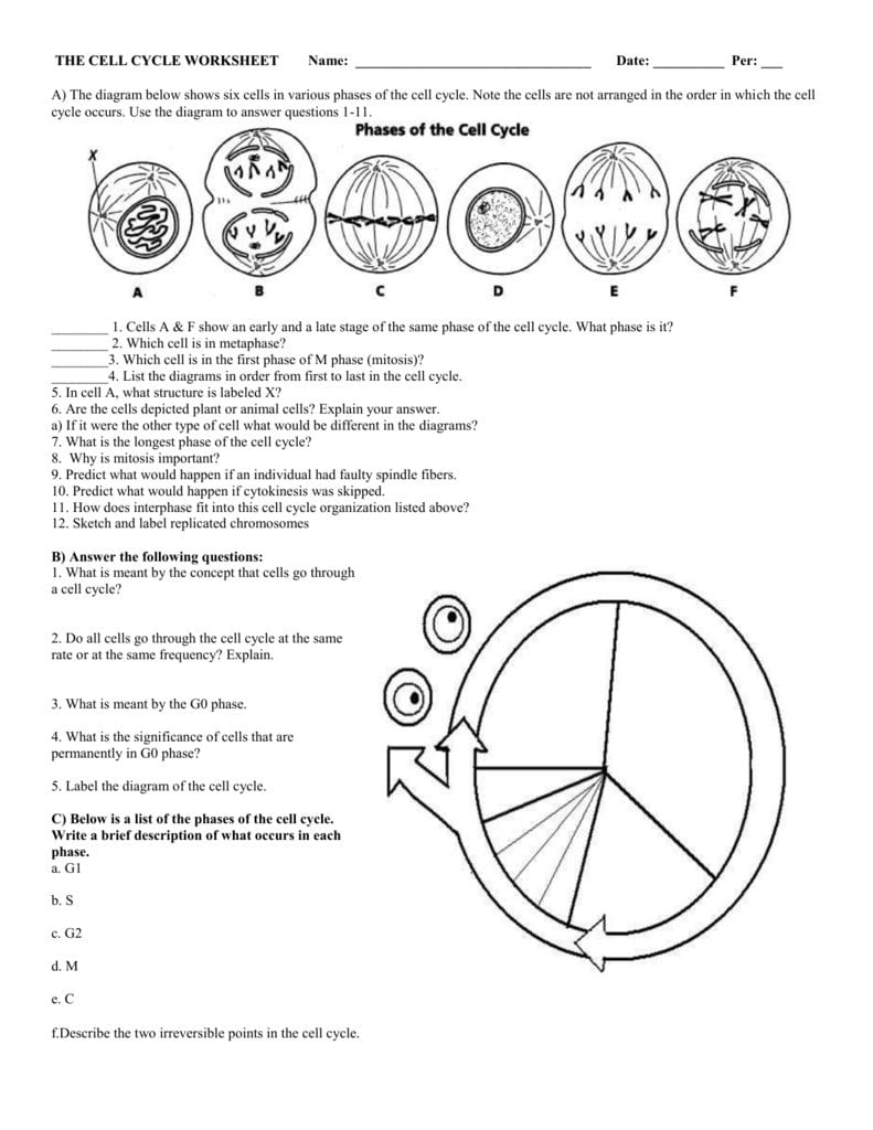6 The Cell Cycle Worksheet Intended For Cell Cycle Worksheet Answers Biology