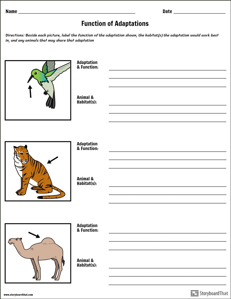 Animal Adaptations Lesson Plan  Activities  Animal Habitats Throughout Animal Adaptations Worksheets