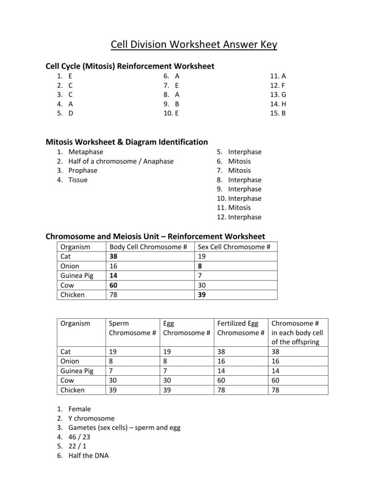Cell Division Worksheet Answer Key With Regard To Chromosome Worksheet Answer Key