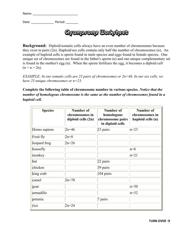 Chromosome Worksheet Regarding Chromosome Worksheet Answer Key
