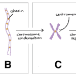 Chromosomes Practice  Khan Academy Or Chromosome Worksheet Answer Key