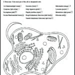 Coloring  Coloring Cell Organelle Pages Dracosheet Co As Well As Plant Cell Worksheet Answers