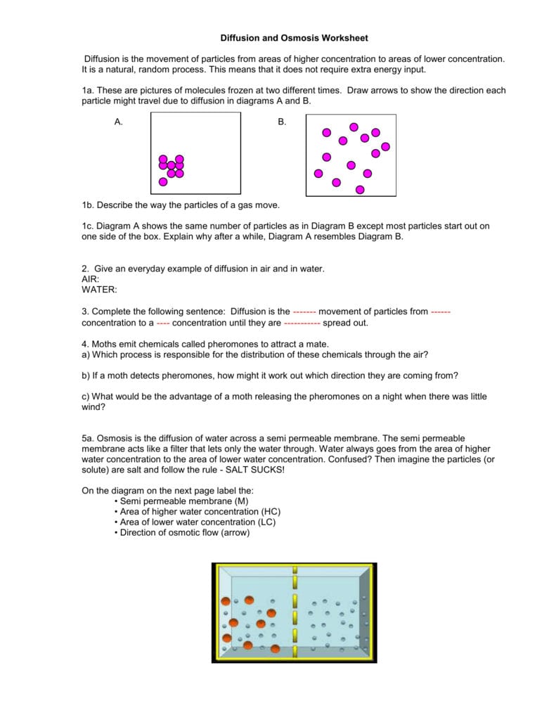 Diffusion And Osmosis Worksheet In Diffusion Worksheet Answers