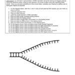 Dna Replication Drawing At Paintingvalley  Explore With Dna Replication Practice Worksheet Answers
