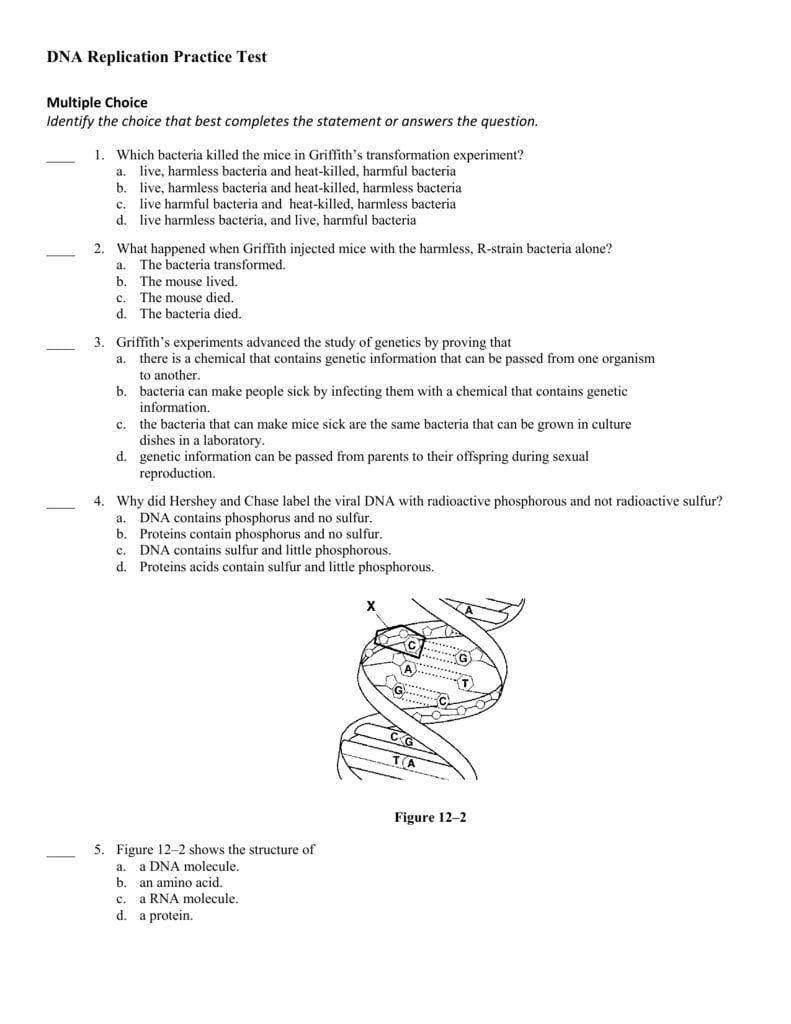 Dna Replication Practice Test Answer Section As Well As Dna Replication Practice Worksheet Answers