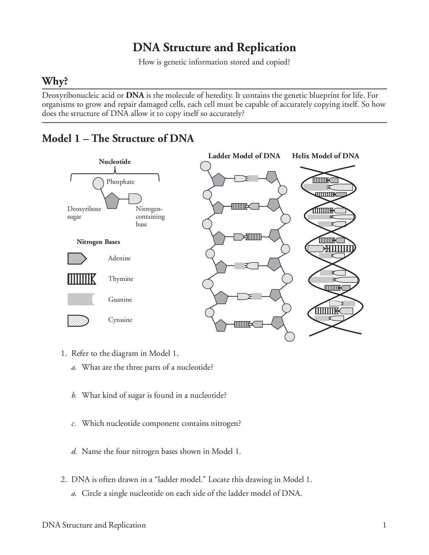 Dna Structure And Replication Pages 1  5  Text Version Regarding Dna Structure And Replication Worksheet
