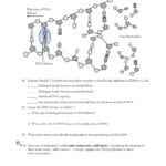 Dna Structure And Replication Pages 1  5  Text Version Together With Dna Structure And Replication Worksheet