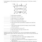 Dna Structure And Replication Quiz Throughout Dna Structure And Replication Worksheet