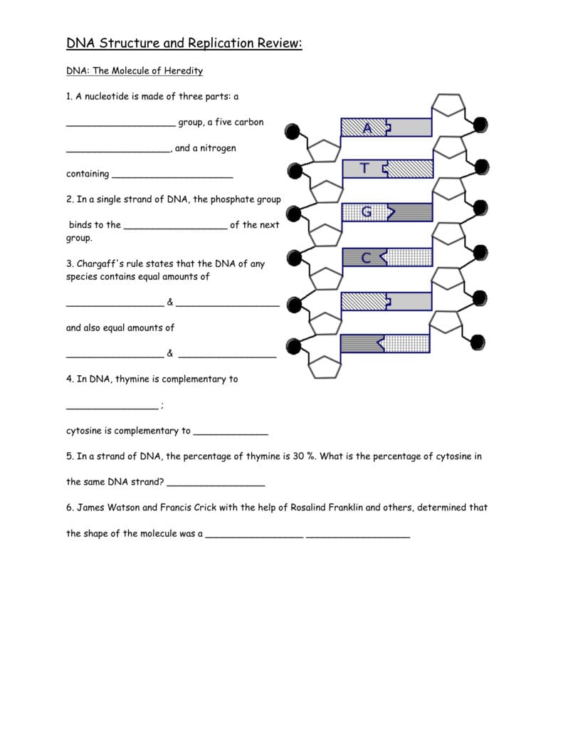 Dna Structure And Replication Review Throughout Dna Structure And Replication Worksheet