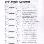 Dna Structure  Mirandasbiologyblog As Well As Dna Model Activity Worksheet Answers