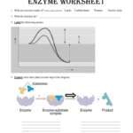 Enzyme Worksheet Inside Enzyme Worksheet Answer Key
