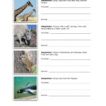 Functions Of Animal Adaptations  Vtaide Pages 1  3  Text Also Animal Adaptations Worksheets
