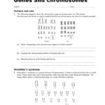 Genes And Chromosomes Worksheet Regarding Chromosome Worksheet Answer Key