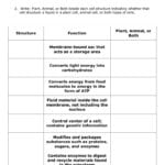 Level 1 With Cell Structure And Processes Worksheet