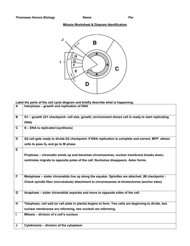 Mitosis Worksheet  Diagram Identification Intended For Cell Cycle Worksheet Answers Biology