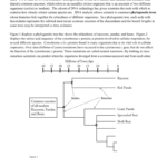 Phylogenetic Trees As Well As Phylogenetic Tree Worksheet