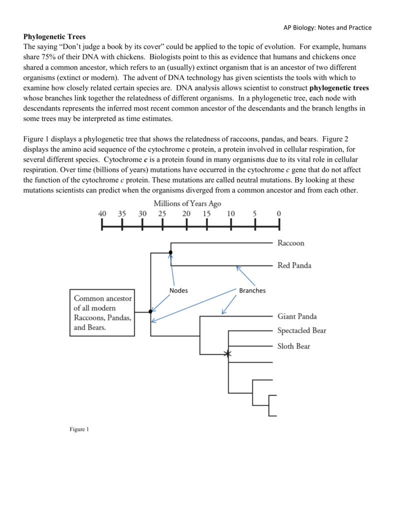 Phylogenetic Trees As Well As Phylogenetic Tree Worksheet