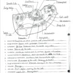 Plant Coloring Cell – Shieldprintco With Plant Cell Worksheet Answers
