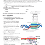 Protein Synthesis  Issaquah Connect Along With Protein Synthesis Worksheet Key