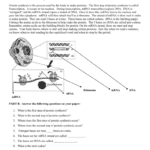 Protein Synthesis Worksheet Also Protein Synthesis Worksheet Key