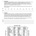 Protein Synthesis Worksheet And Protein Synthesis Worksheet Key