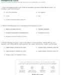 Quiz  Worksheet  Biogeochemical Cycling And The Phosphorus For Integrated Science Cycles Worksheet Answer Key
