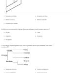 Quiz  Worksheet  Cladograms And Phylogenetic Trees  Study As Well As Phylogenetic Tree Worksheet