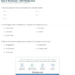 Quiz  Worksheet  Dna Replication  Study Together With Dna Replication Practice Worksheet Answers