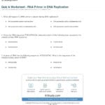 Quiz  Worksheet  Rna Primer In Dna Replication  Study Together With Dna Replication Practice Worksheet Answers