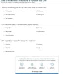 Quiz  Worksheet  Structure  Function Of A Cell  Study With Regard To Cell Structure And Processes Worksheet