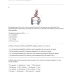 Rna And Gene Expression Worksheet Answers  Briefencounters Intended For Rna And Gene Expression Worksheet Answers