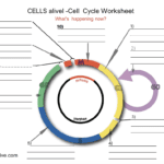 Solved Cells Alivel Cell Cycle Worksheet What's Happenin As Well As Cell Cycle Worksheet Answers Biology