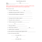 Student Worksheet For Nucleic Acids Intended For Dna Model Activity Worksheet Answers