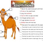 The Camel Animals Adaptations  English Esl Worksheets With Regard To Animal Adaptations Worksheets