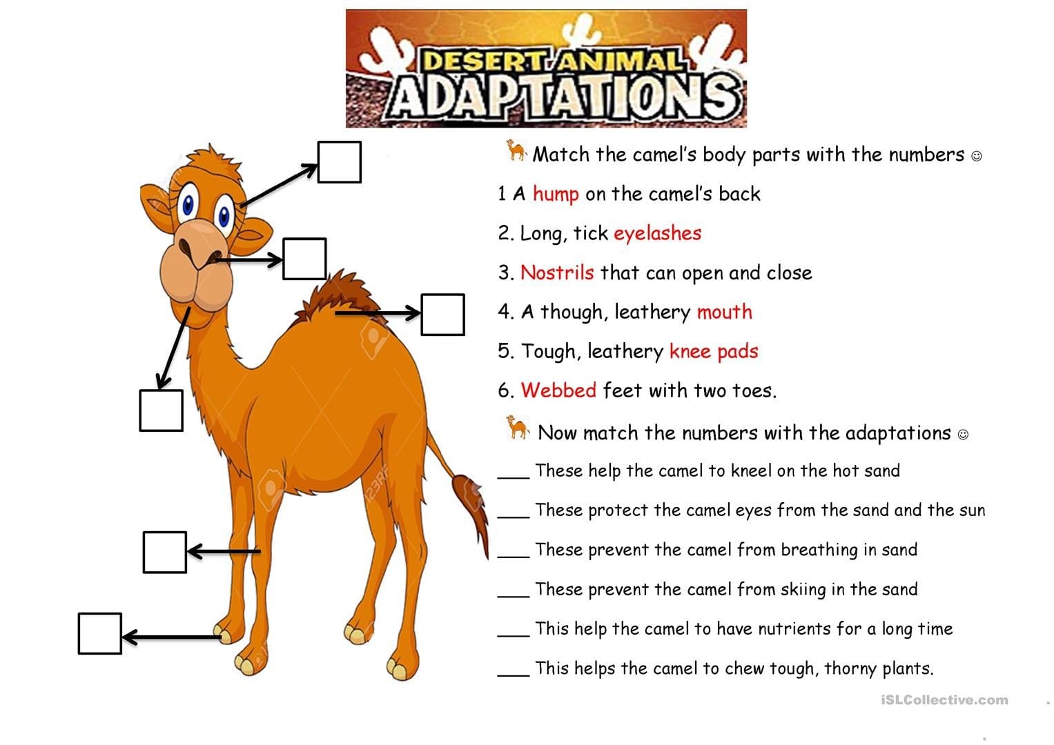 The Camel Animals Adaptations  English Esl Worksheets With Regard To Animal Adaptations Worksheets