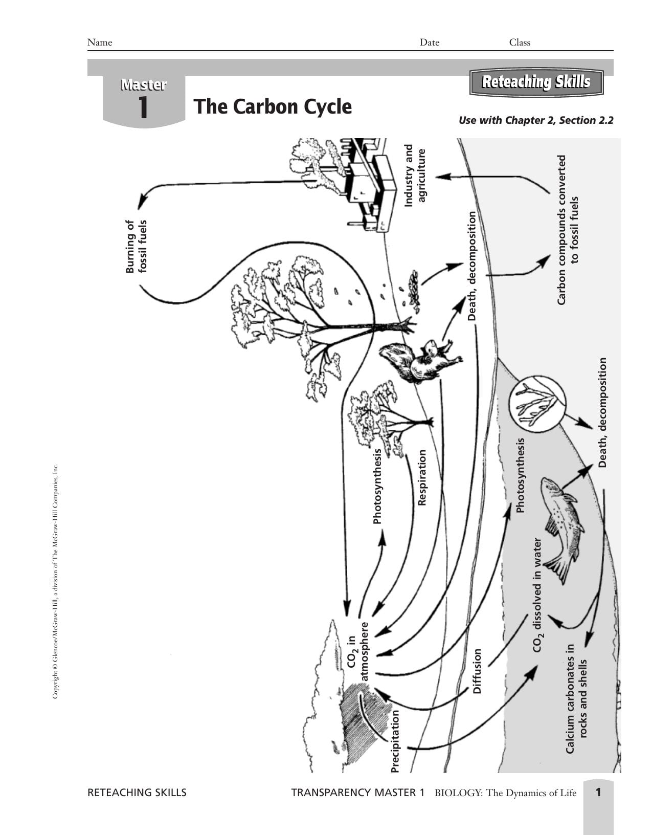 The Carbon Cycle Together With Carbon Cycle Worksheet Answer Key
