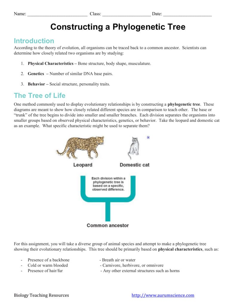The Tree Of Life Within Phylogenetic Tree Worksheet
